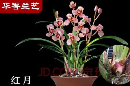 建兰红月和红霞哪个好