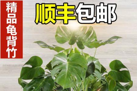 大叶龟背竹怎么养