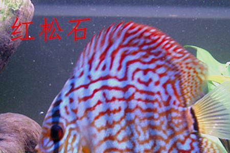 七彩神仙鱼亲鱼不带小鱼咋办