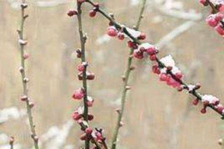 花王梅花怎么盘