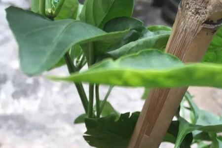 北面没阳光的院子能种什么菜好