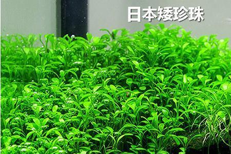 矮珍珠水草的种植方法