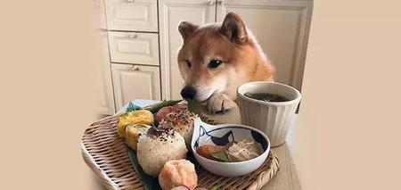 柴犬可以吃鱼吗