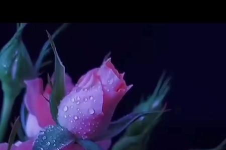 才听已是曲中人什么意思