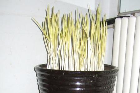 拔完蒜苔蒜长什么样可以出蒜