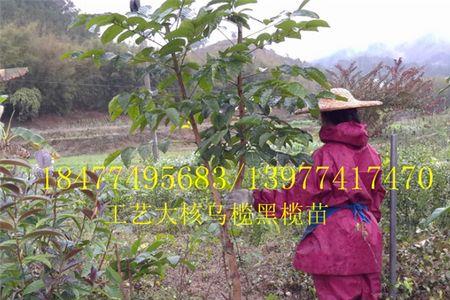 乌榄每亩种多少