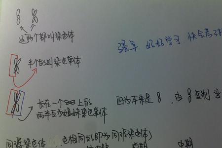 xy是同源染色体还是姐妹染色单体