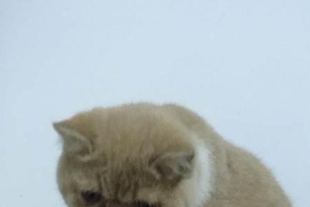 加菲猫八个月是几岁