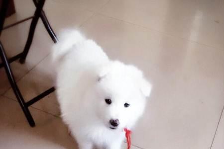 八个月大的萨摩耶一顿吃多少