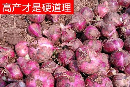 洋葱有种子吗