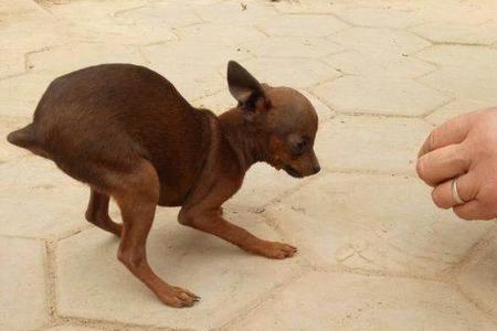 大体鹿犬多少斤