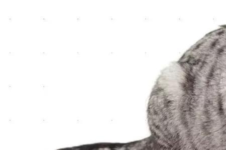 猫长期不吃猫粮可以吗