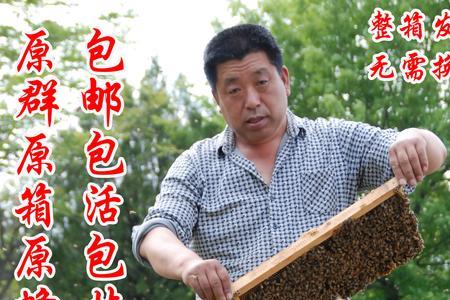 意蜂全场换王怎么储存