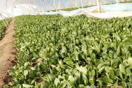 菠菜籽催芽要浸泡几天
