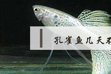 新生孔雀鱼不喂食能死吗