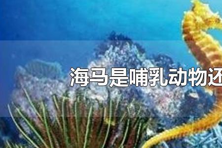 海马属于哺乳动物