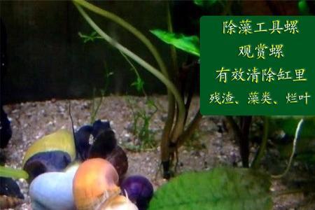 福寿螺能除褐藻吗