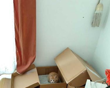 猫砂怎么给猫咪引路回家