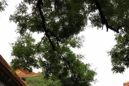 北京故宫有三座花园分别是