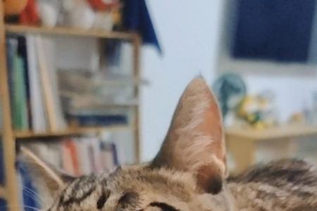 猫咪能吃多少熟玉米