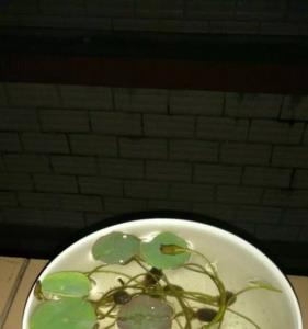 碗莲发芽需要全部泡在水里吗