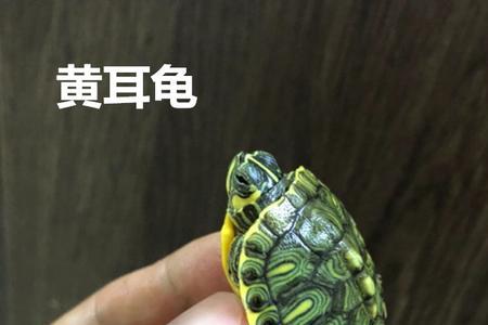 黄耳龟一年下几次蛋