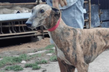 灵缇犬最害怕什么