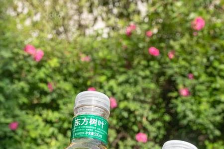 男生给女生送东方树叶什么意思