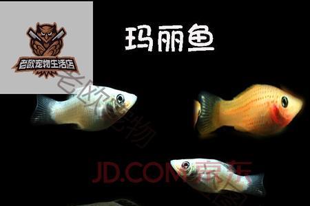 玛丽鱼可以和米奇鱼一起混养吗