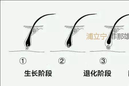人有多少根头发具体数据