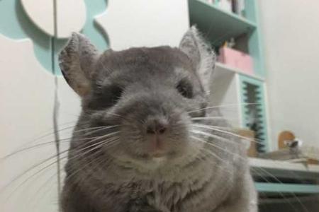 龙猫一天拉多少屎算正常