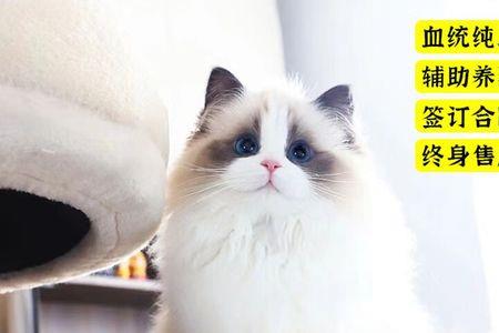 布偶猫瞳孔小怎么办