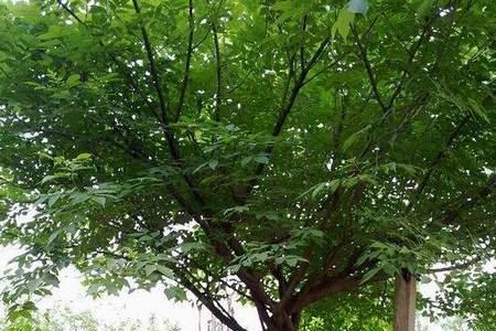 水蜡等多久可以用水洗
