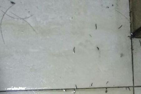 卫生间常见的虫子图及名字