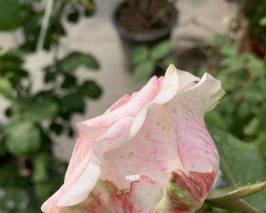 月季花可以放在冰箱里吗
