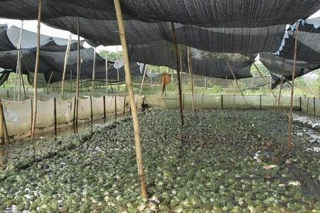 人工养殖牛蛙三个月能长大吗
