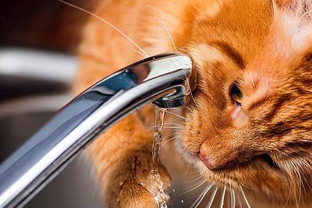 猫喜欢热还是喜欢冷