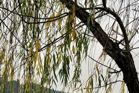 高山仰止望其项背什么意思