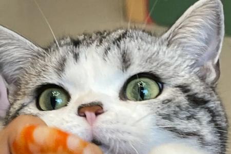 猫咪可以吃基围虾壳吗