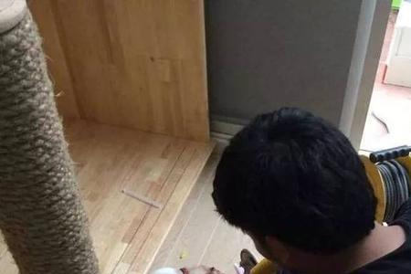 晚上把猫放客厅没事吧
