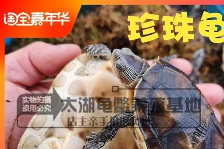 十大养不死的冷水龟