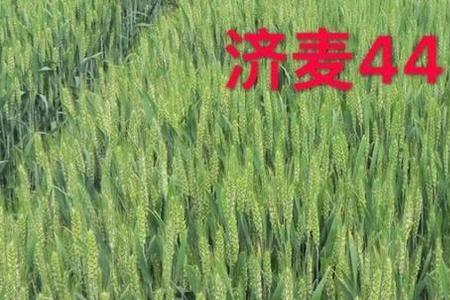 华育1号麦种