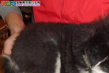 阿拉斯加背毛有几层