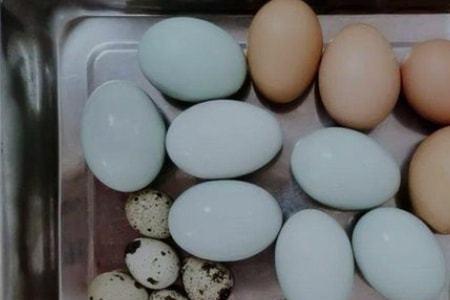 鹌鹑蛋孵几天就知道是种蛋