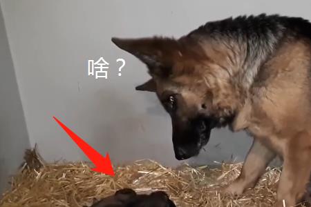 公德牧需要绝育吗