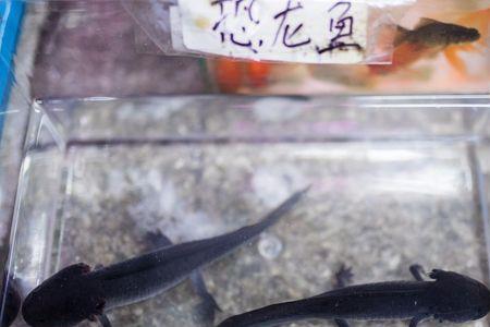恐龙鱼要不要加温