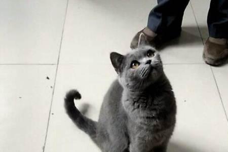 成年蓝猫怕冷吗