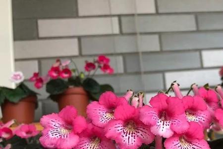 直接开花吧什么梗