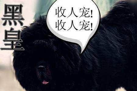 遮天九尾鳄龙介绍