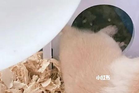 米熊需要跑轮吗